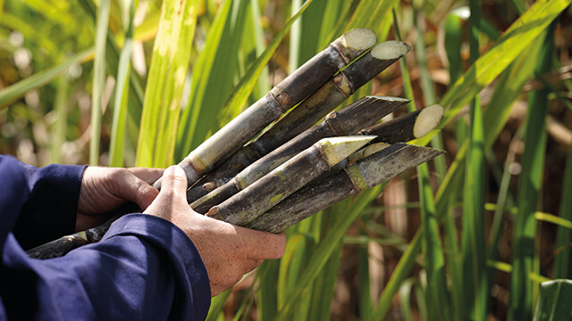 man holding sugar cane