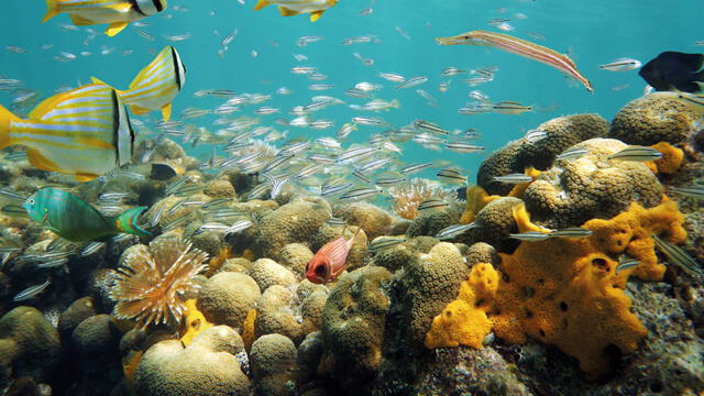 Ballast water treatment